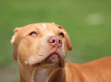 比特犬怎么看纯不纯？分辨比特纯种的方法