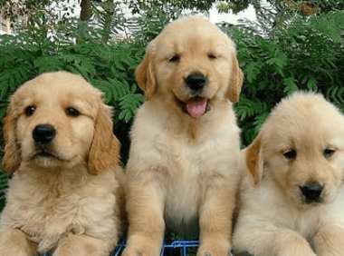 金毛掉毛厉害怎么办？小编给你来支招