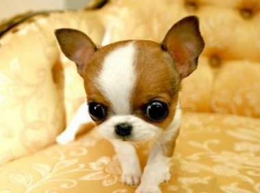 吉娃娃掉毛厉害怎么办？找到原因该用药就得用药