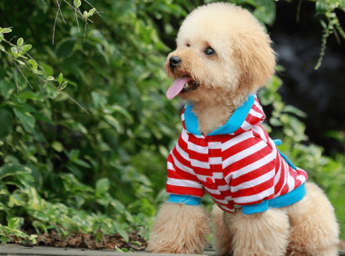 贵宾狗多少钱,不想被坑赶紧来看