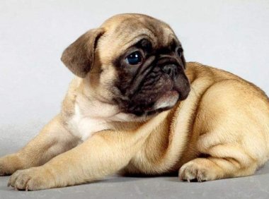 巴哥犬爱叫吗?来看看经验之谈