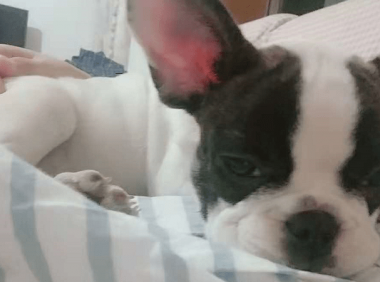 法国斗牛犬掉毛吗?请注意以下事项