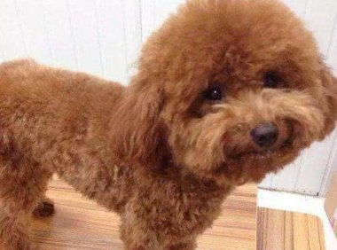 泰迪犬大小便训练,这些方法可以试试