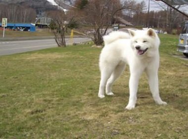 白秋田犬价格多少?购买之前要清楚