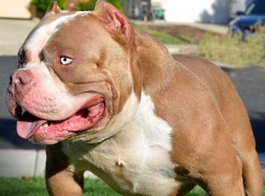 美国恶霸犬凶吗？对主人其实很温顺