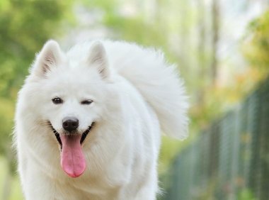 萨摩耶怎么训练大小便,开头很重要