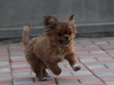 蝴蝶犬为什么禁养？你不了解的还有这些