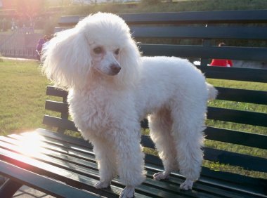 贵妇犬的寿命,“老妖怪”了解一下