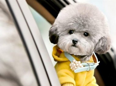 泰迪公的好还是母的好？主要还是看自己的喜欢