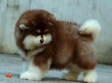 阿拉斯加犬幼崽价格，最全的价格剖析