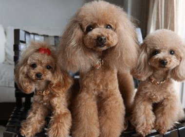 泰迪和贵宾犬一样吗?很多人都搞不太清楚