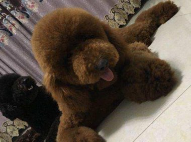 巨型贵宾犬小时候掉毛吗?主要还是看这些方面