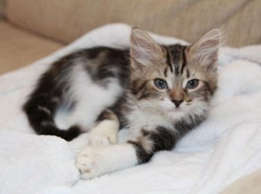 幼猫拉肚子怎么办？区分一下具体的原因先