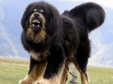 藏獒智商排名，第一你绝对想不到