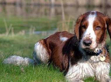 史宾格犬的优点和缺点，养之前最好还是全面了解下