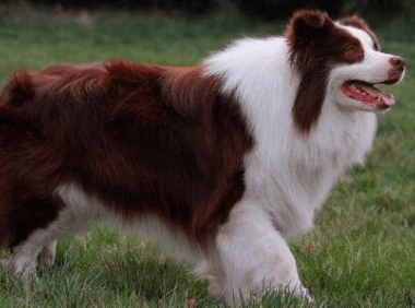 边境牧羊犬喜欢咬人怎么办?一定要加强教育