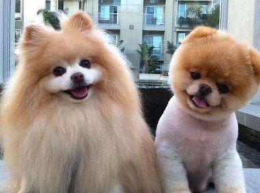 狗狗来了月经怎么办?做好这些日常护理工作