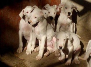 杜高犬吃什么长得壮？除了饮食还有这些