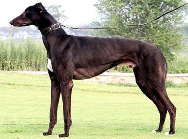 格力犬一天喂多少合适？根据年龄来变化