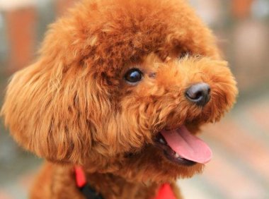 小泰迪怎么训练大小便?按这种套路来试试