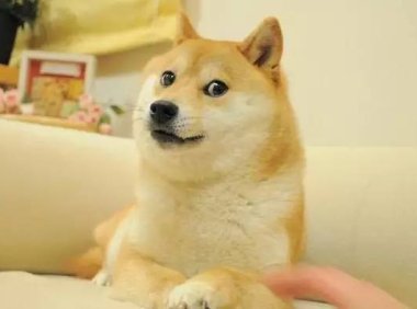 成年秋田犬多大,平均体重是在30公斤