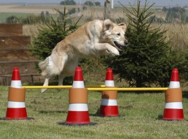 怎么训练小狗?美食引诱法效果明显