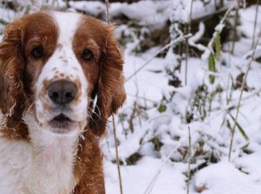 纯种史宾格犬能吃肉吗?专家是这样建议的
