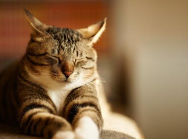 猫恨主人有什么表现?这些行为你要注意了