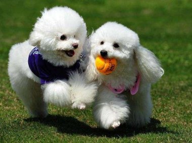 贵宾犬和雪纳瑞哪个好养吗?其实还是要看这些方面