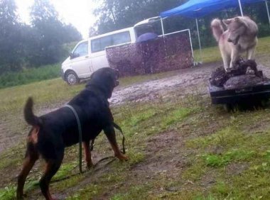 罗威纳犬咬人的原因以及处理方法