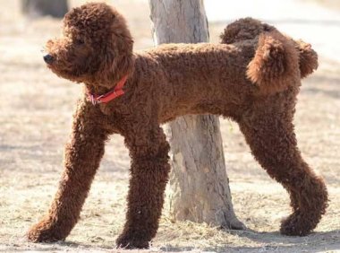 巨型贵宾犬的缺点,体型大还不是最重要的