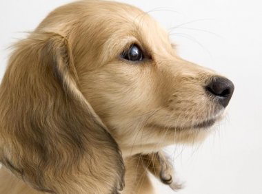 金毛吃什么狗粮最好?喜欢的不一定好