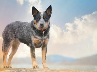 狗狗鼻子干怎么回事?几种原因详释