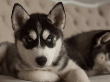 狗狗可以吃酸奶吗?显而易见的答案