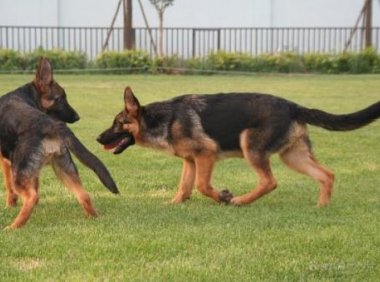 小狗吃什么？饮食细节要注意