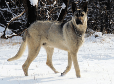 为什么狼青不让主人打~到底是不是打不过它呢