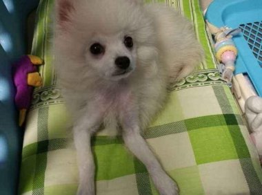 博美尴尬期注意什么,这几个问题尤其要上点心