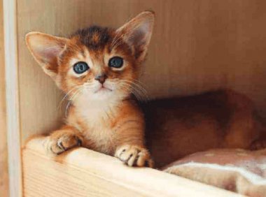 小奶猫一直叫?主要还是这些原因