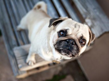 巴哥犬的喂养，取决于你的时间和经济