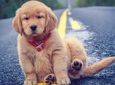 狗狗不能吃的食物有哪些?请注意这几种