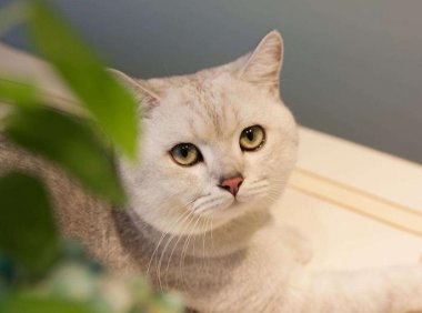 小猫为什么一直叫?分这几种情况