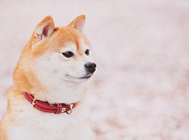 柴犬最大能长多大?只能算中小型犬