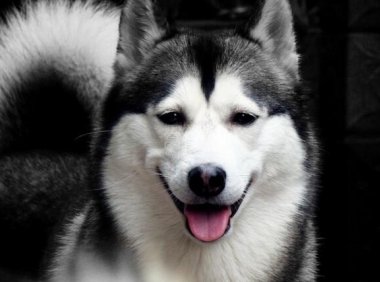 阿拉斯加犬晚上叫,要快速有效的解决这问题