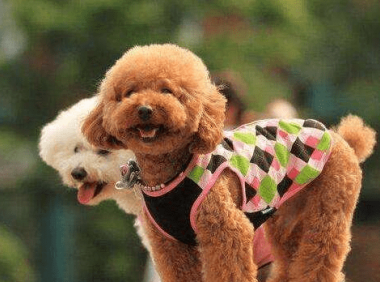 泰迪吃葡萄干后的症状,大部分的情况都是如此