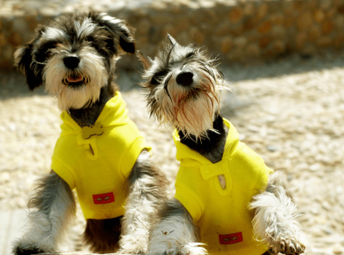 雪纳瑞吃什么狗粮好  宠物专家强烈推荐