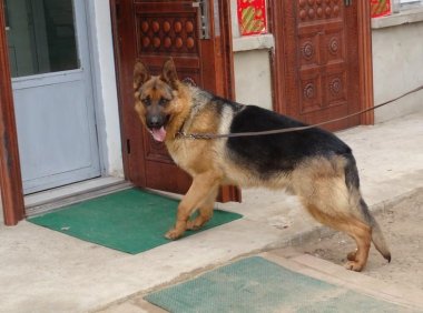 狼青和黑背哪个厉害？比一比就知道了