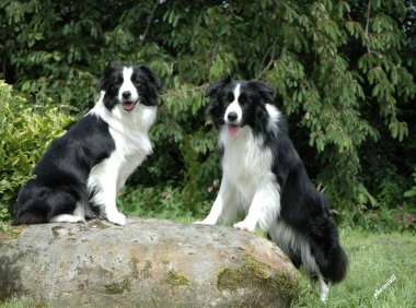 边境牧羊犬聪明到什么程度,你自己看吧