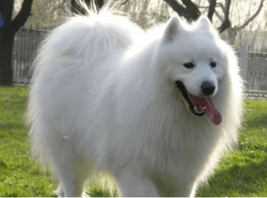 萨摩耶什么狗粮好?有益的都好