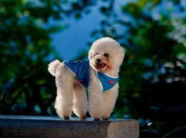 贵宾犬会怕冷吗?这就要看温度有多低