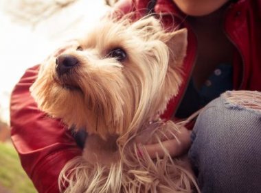 小狗得了细小怎么办?分阶段你要时刻关心着